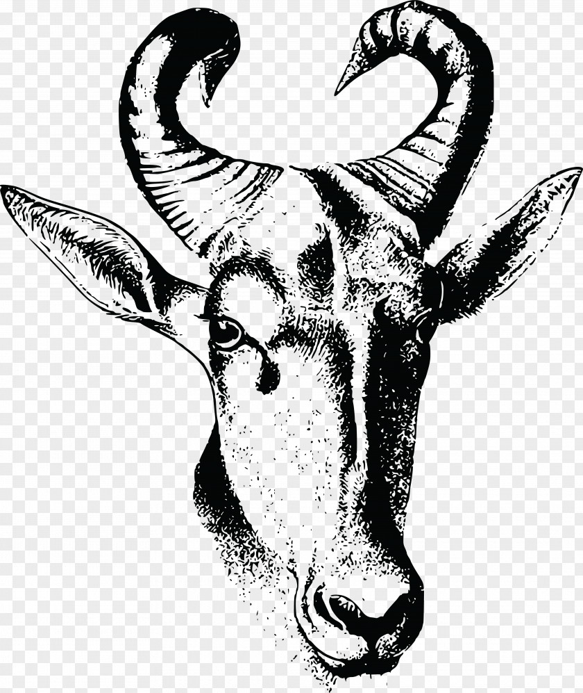 Banjo Pattern Wildebeest Hartebeest Drawing Image Horn PNG