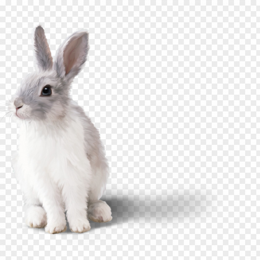 Bunny Rabbit Desktop Wallpaper Hare Internet Clip Art PNG