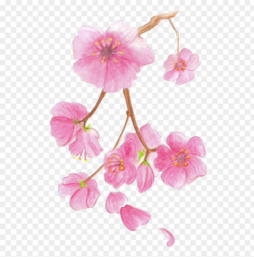 Cherry Blossom Drawing Colored Pencil Watercolor Painting PNG