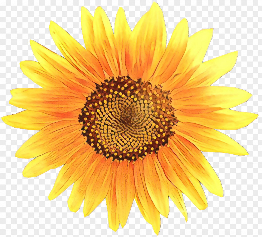 Clip Art Transparency Image Common Sunflower PNG