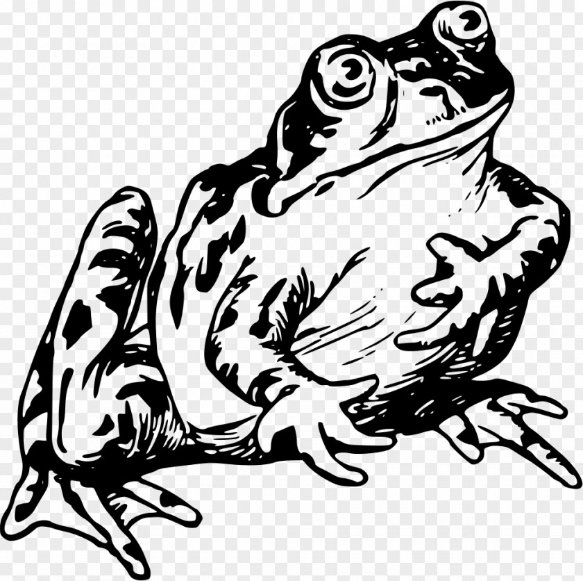 Frog Common Vertebrate Drawing Clip Art PNG