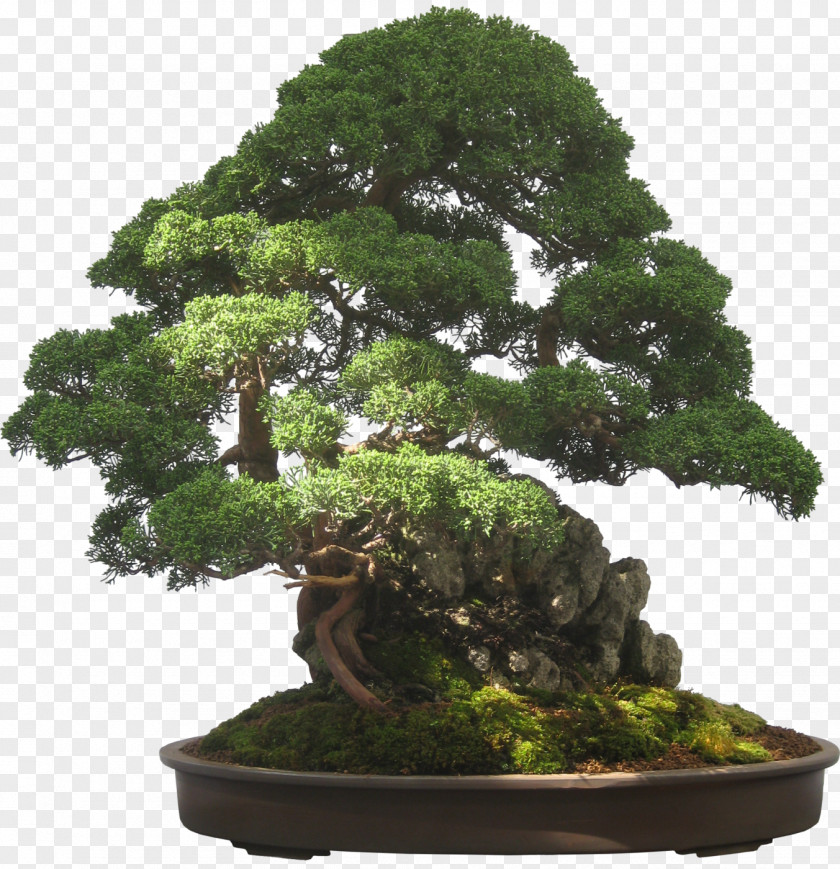 Indoor Bonsai For Beginners Garden PNG