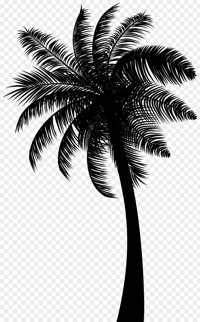 M Palm Trees Asian Palmyra Babassu Coconut Black & White PNG