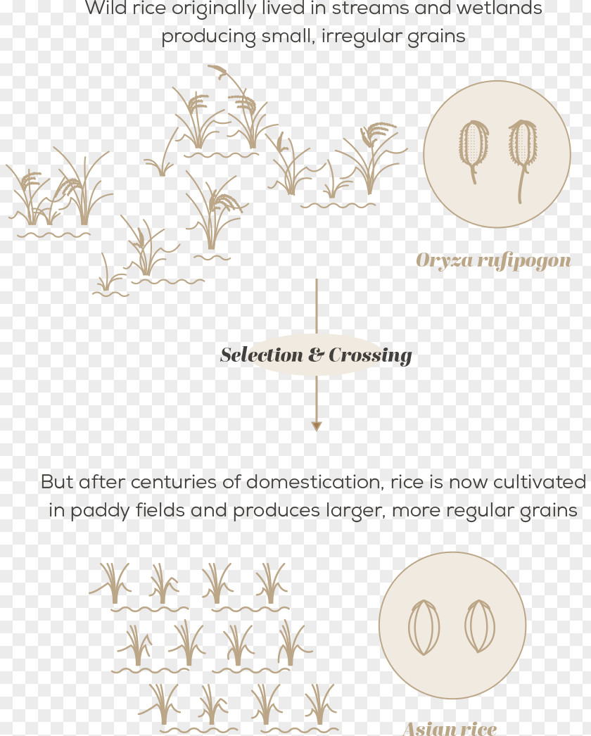 RICE CROP Crop Wild Relative Diversity Plant Breeding Domestication PNG