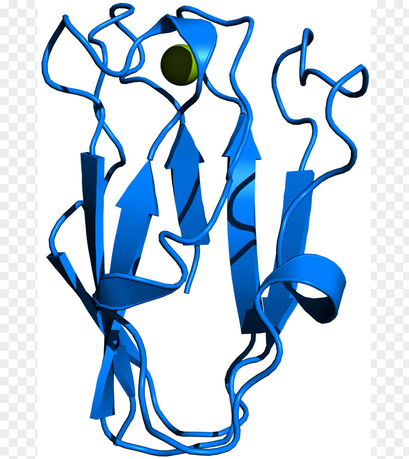 Spinach Plastocyanin Thylakoid Cytochrome B6f Complex Blue-green Bacteria Photosynthesis PNG
