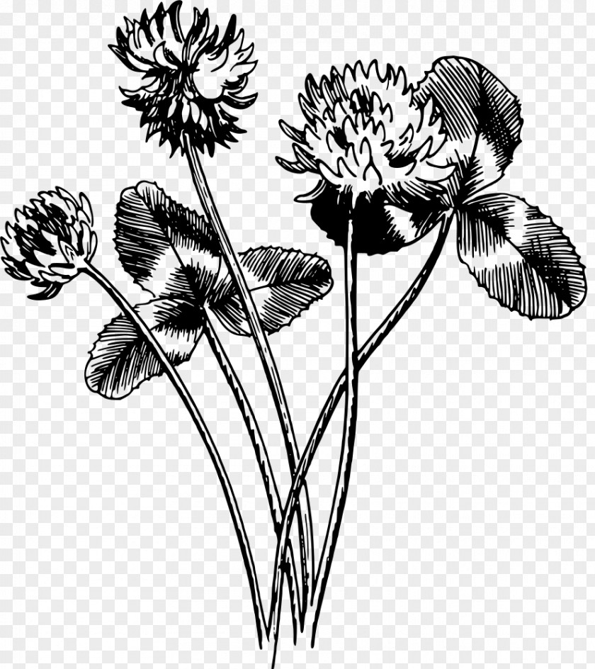 Tulip Cut Flowers Floral Design /m/02csf Drawing PNG