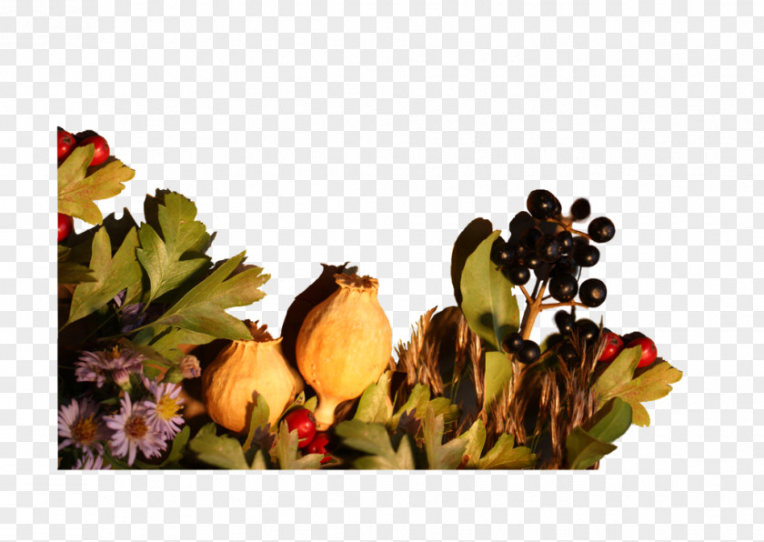 Border Plants Vegetable Fruit Leaf Flower PNG