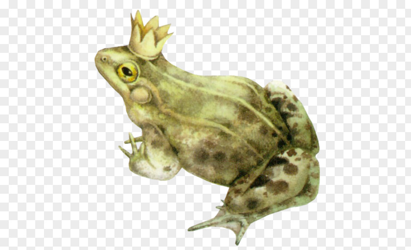 Frog Prince The Amphibian American Bullfrog Toad PNG