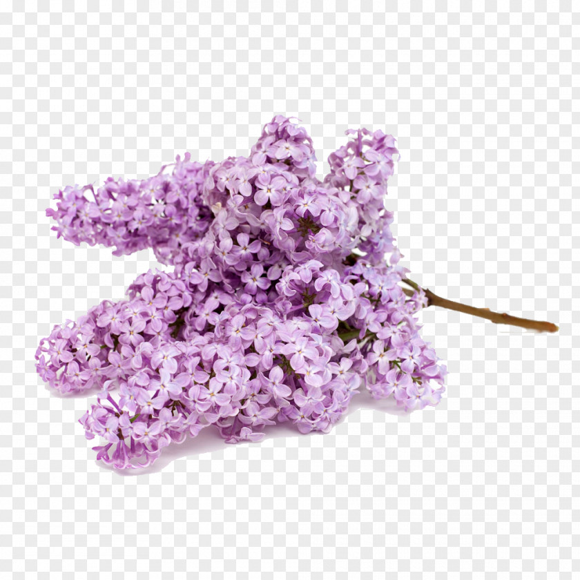 Purple Hyacinth Flower Bouquet Stock.xchng Stock Photography PNG