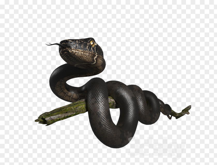 Snake Boa Constrictor 3D Modeling Computer Graphics Blender PNG