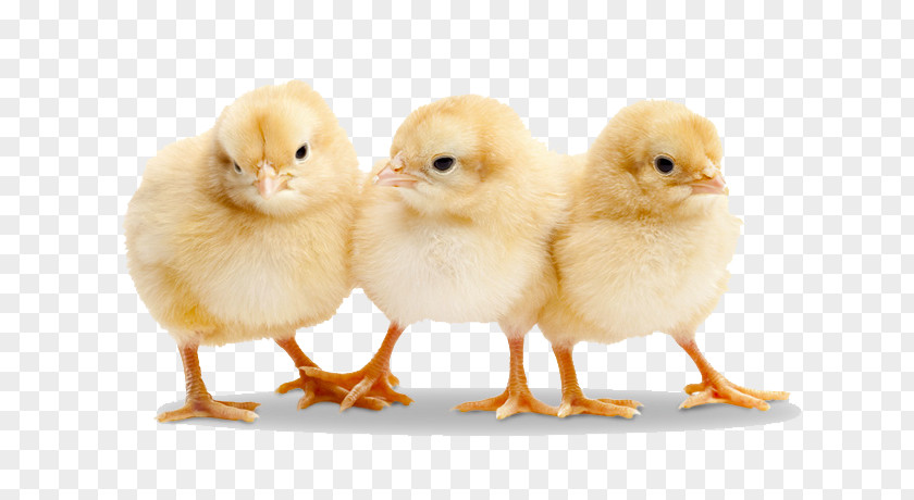 Baby Chicken Transparent Duck Broiler Poultry Stock Photography PNG