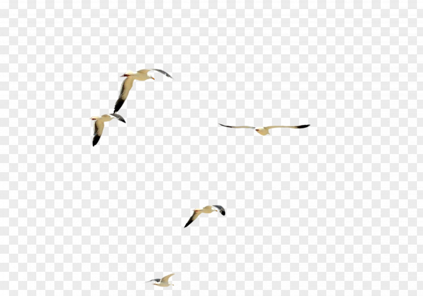 Birds Water Bird Flock PNG