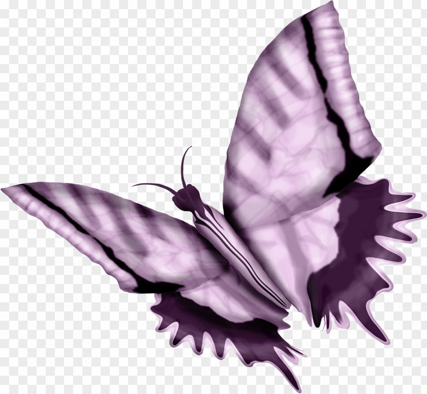 Butterfly Bombycidae Moth Art PNG