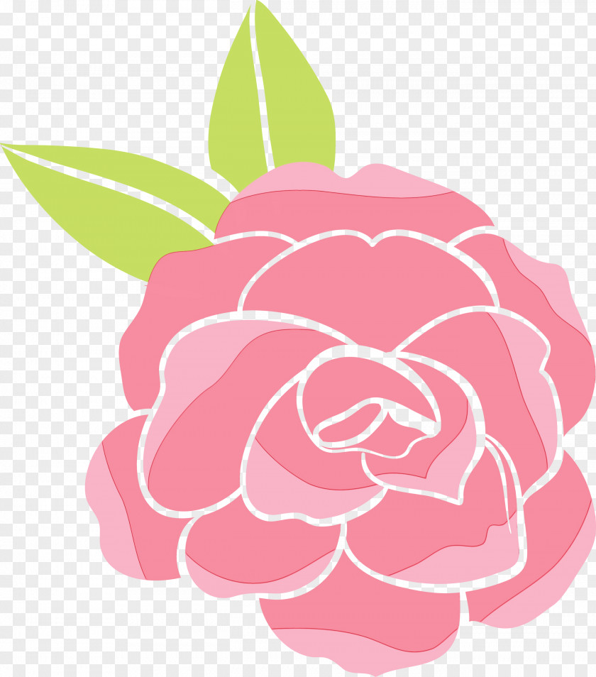 Chinese Peony Theaceae Garden Roses PNG