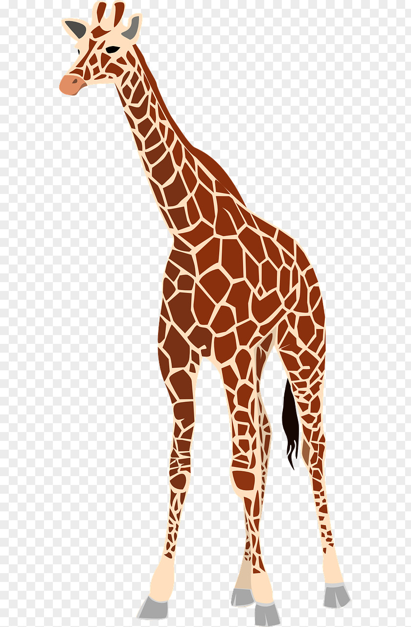Giraffe Clip Art Vector Graphics Illustration PNG