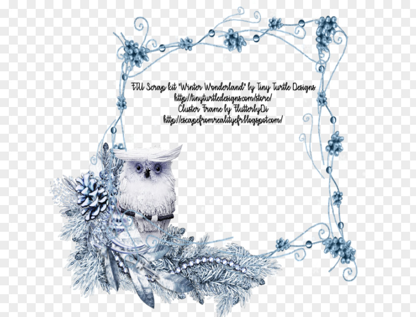 Owl Bird Picture Frames PNG