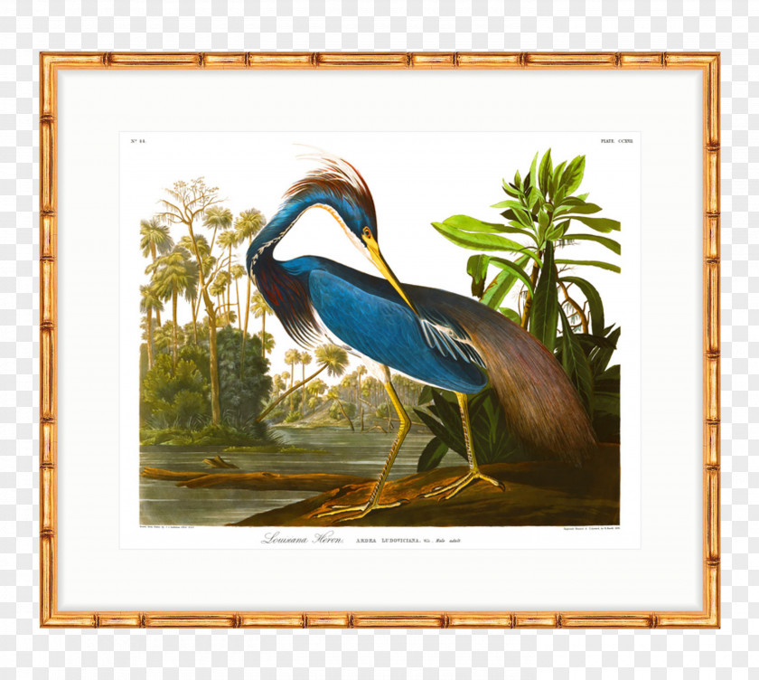 The Birds Of America American White Pelican Heron Printing Printmaking PNG