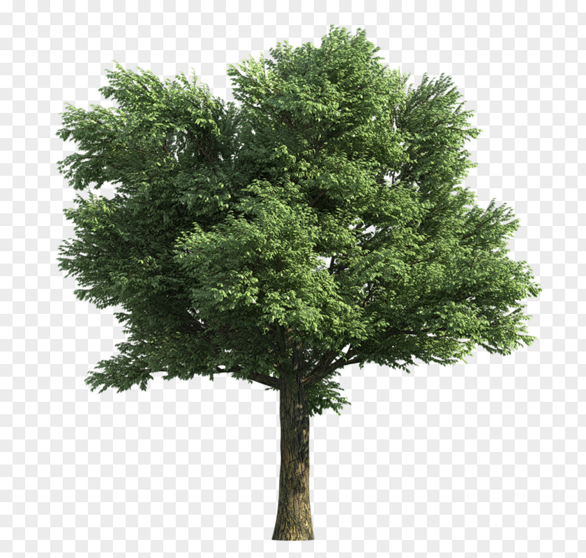 Tree Rendering Norway Maple PNG