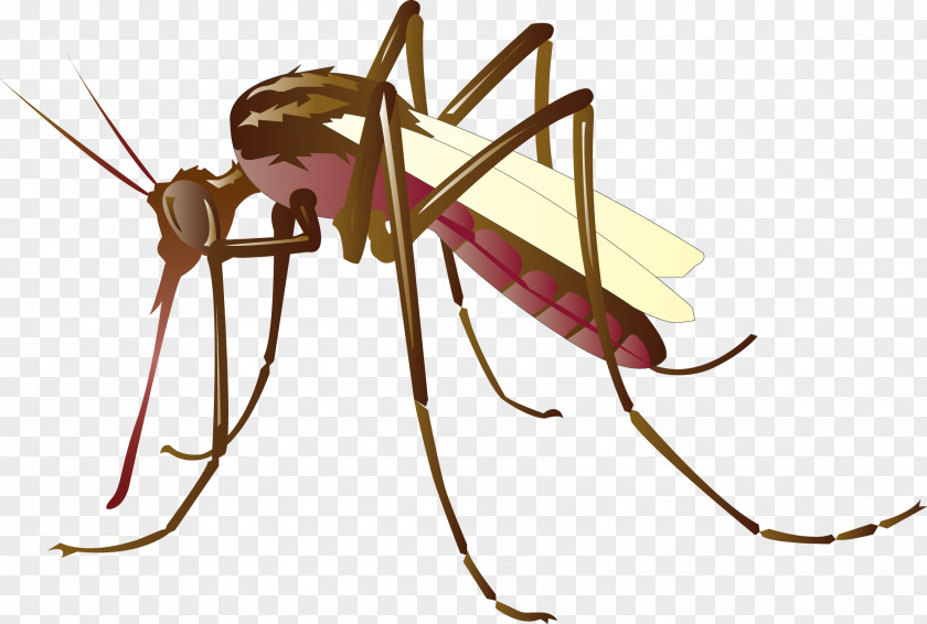 Vector Mosquitoes Mosquito Control Clip Art PNG