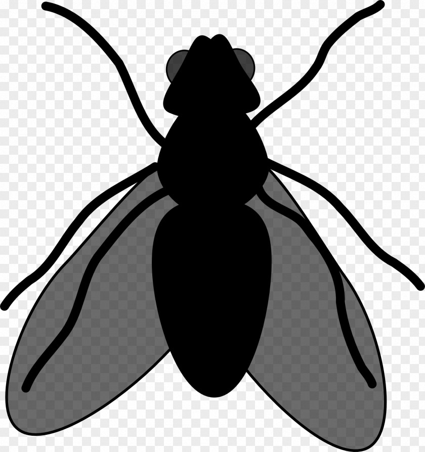 Beetle Clip Art Character Cartoon Silhouette PNG
