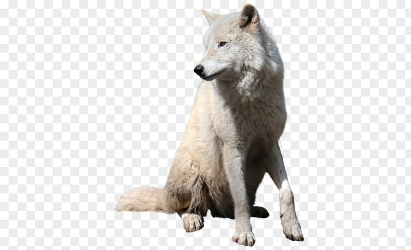 Catamount Gray Wolf Tutorial PNG