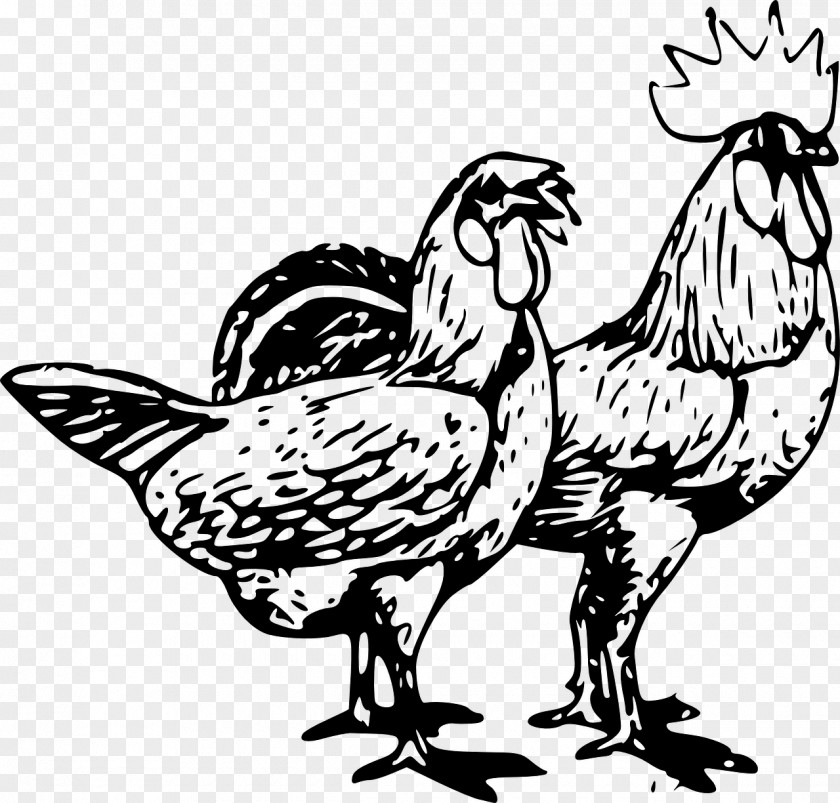 Chicken Drawing Rooster Clip Art PNG