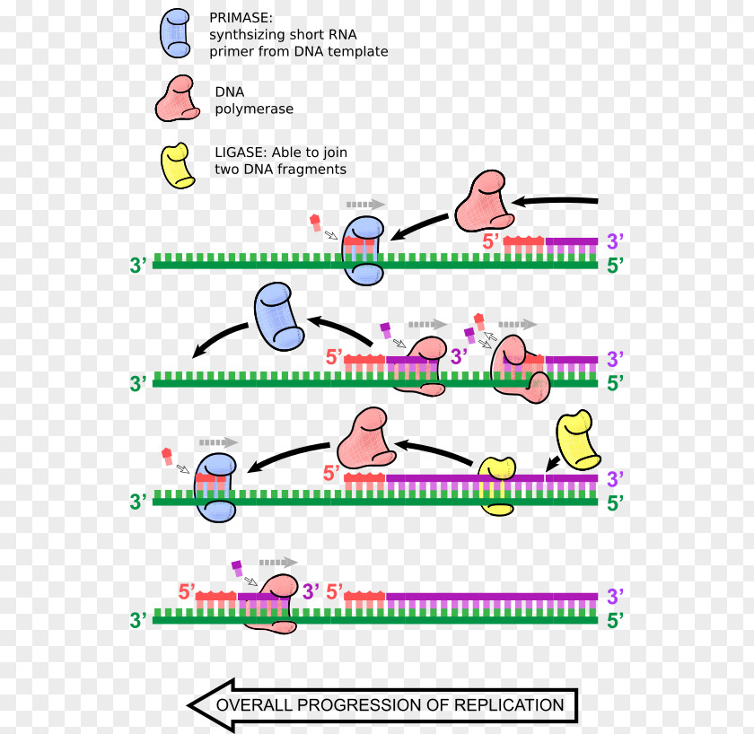 DNA Replication Primer Biology Polymerase PNG