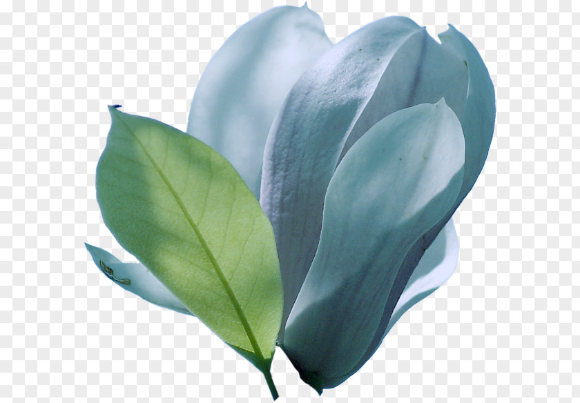 Leaf Petal Flowering Plant Turquoise PNG