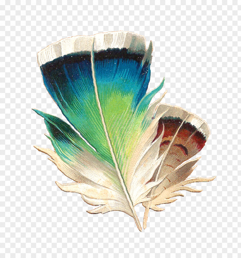 Macaw Lovebird Feather Clip Art PNG
