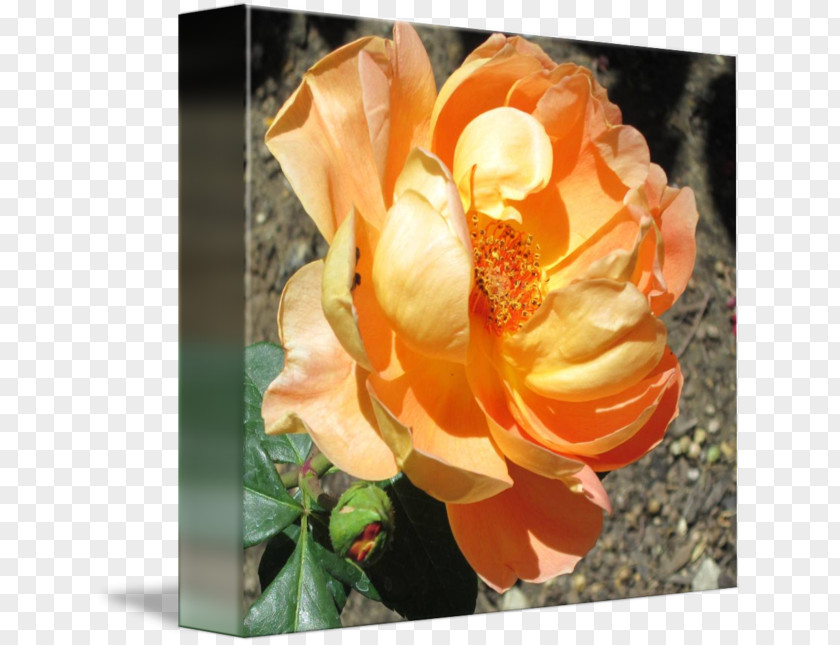 Rose Leslie Cut Flowers Garden Roses Centifolia Rosaceae PNG