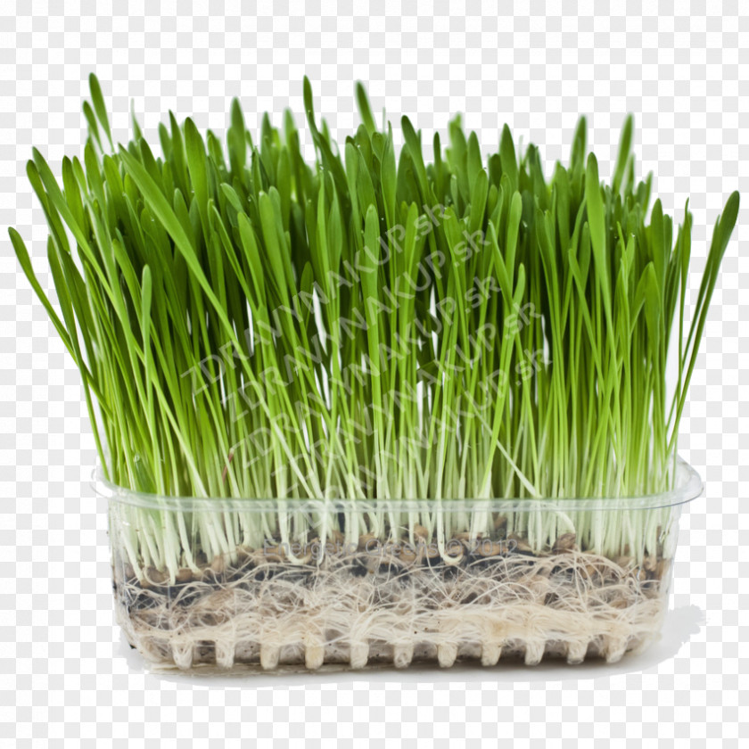 Biological Rosemary Grass Organic Food Barley Wheatgrass Beer Health PNG