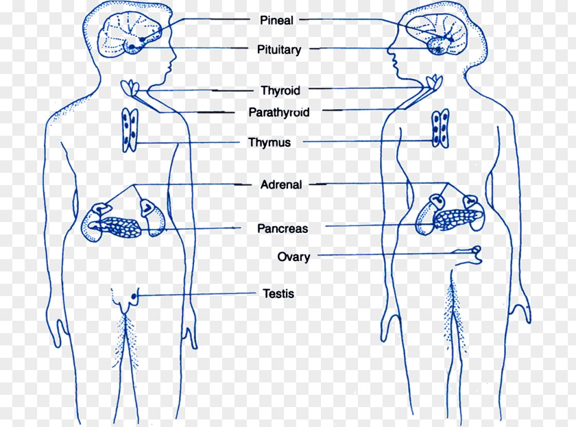 Blood Endocrine Gland Finger Homo Sapiens System PNG