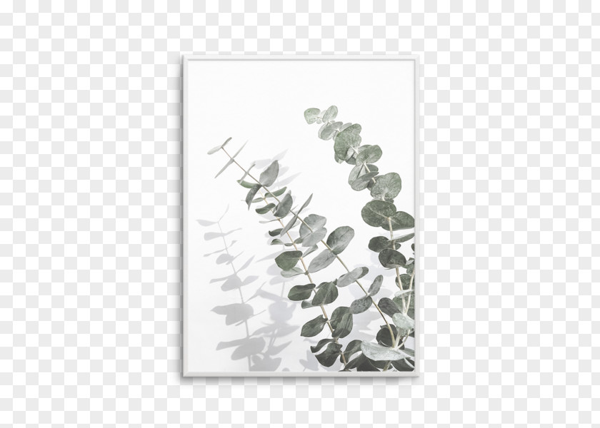 Botanical Olive Poster Printmaking Art Eucalyptus Cinerea PNG