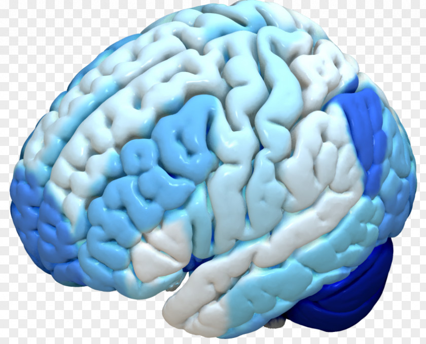 Brain Human Cerebral Cortex Brodmann Area FreeSurfer PNG