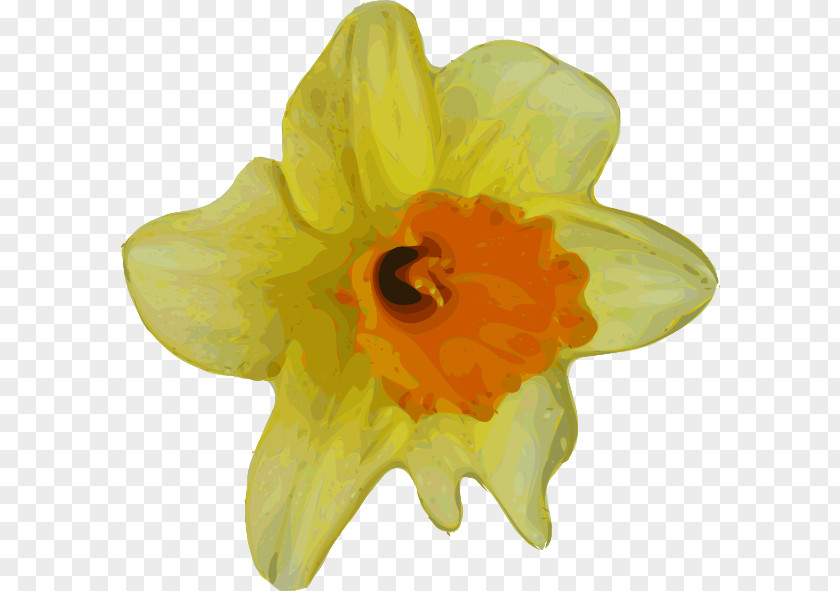 Cliparts Real Flowers Flower Buttercup Yellow Clip Art PNG