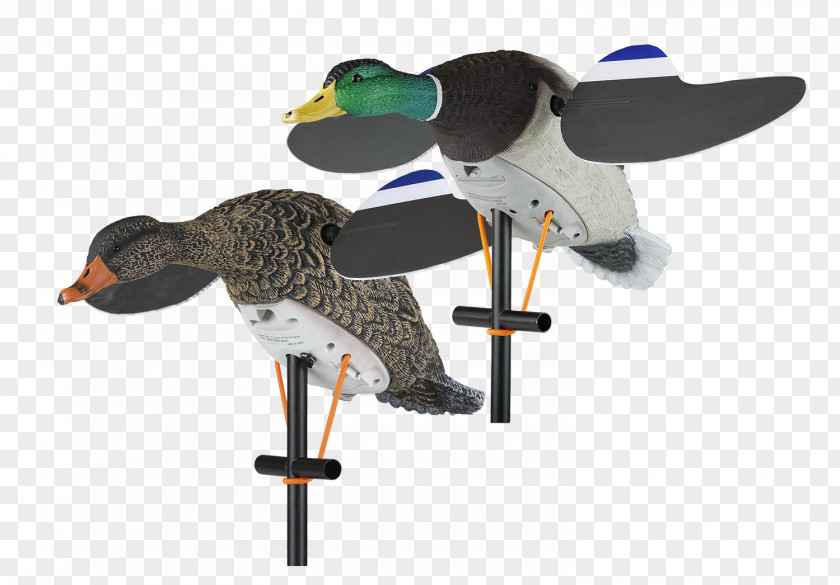 Duck Decoy Mallard Goose PNG