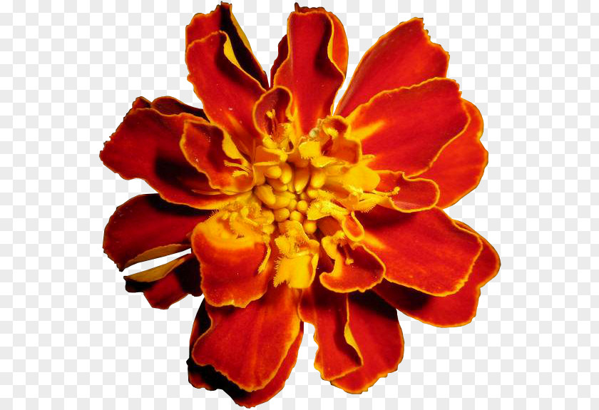 Marigold Cut Flowers Tea Petal PNG