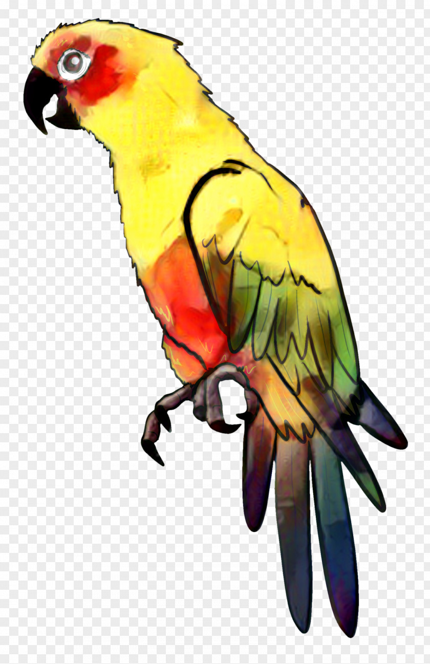 Parrot Bird Drawing Parakeet Clip Art PNG