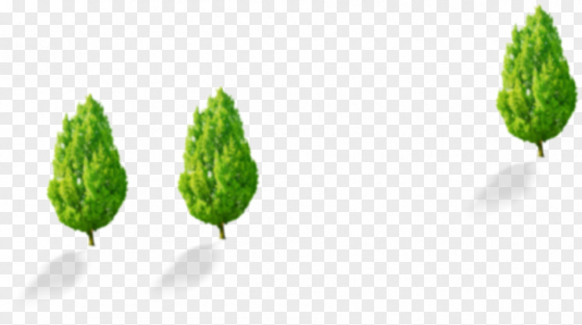 Tree Leaf Pattern PNG