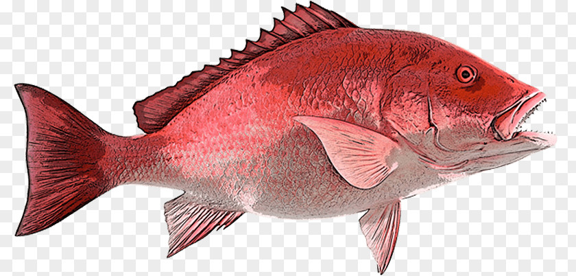Fish Fin Northern Red Snapper Fishing B & A Seafood Inc PNG