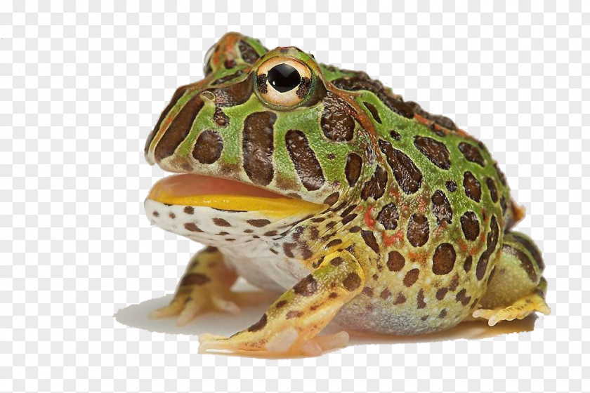 HD Creative Horned Frogs Argentine Frog Cranwells Surinam Cat PNG