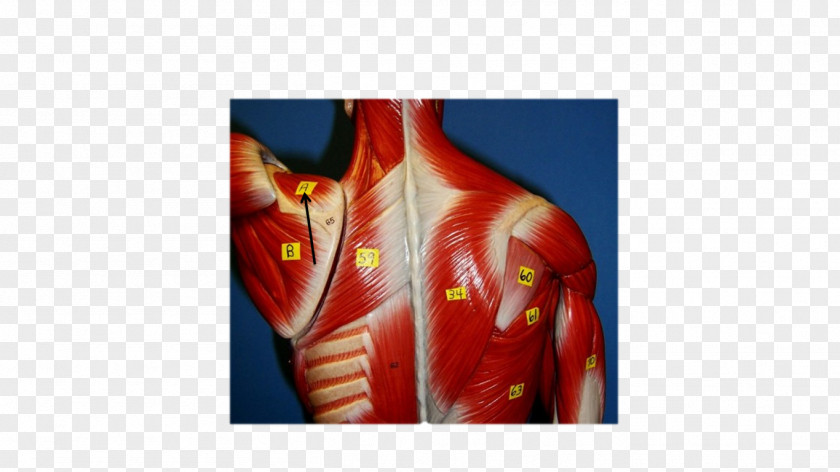 Infraspinatus Rhomboid Muscles Shoulder Major Muscle Serratus Anterior PNG