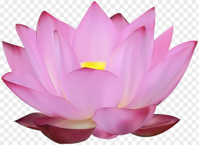 Nymphaea Nelumbo Desktop Wallpaper Clip Art Image PNG