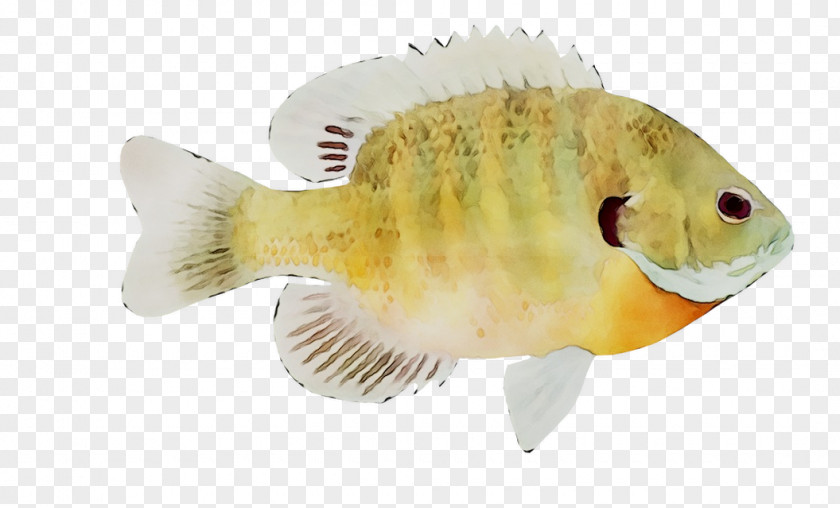Fauna Fish PNG