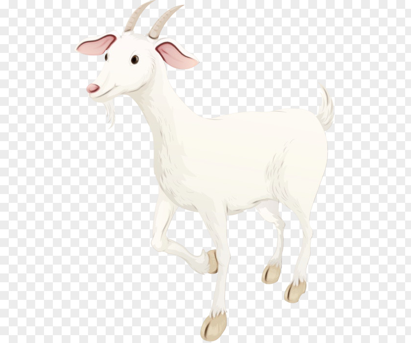 Goat Sheep Cattle PNG