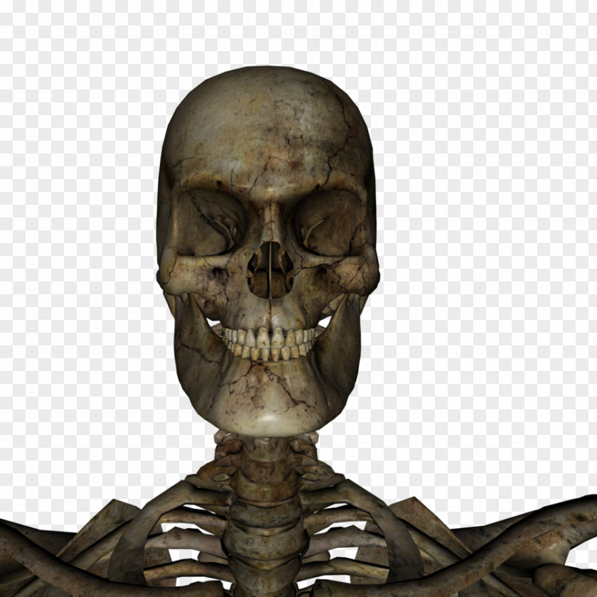 Skeleton Bone Skull Jaw Neck PNG