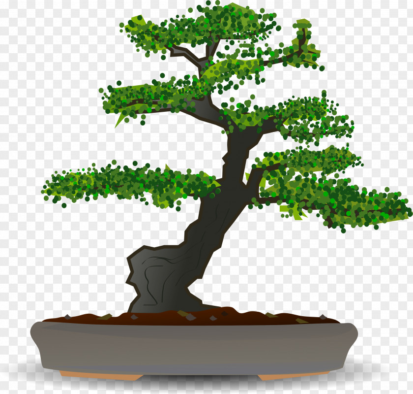 Bonsai Tree Sageretia Theezans Clip Art PNG