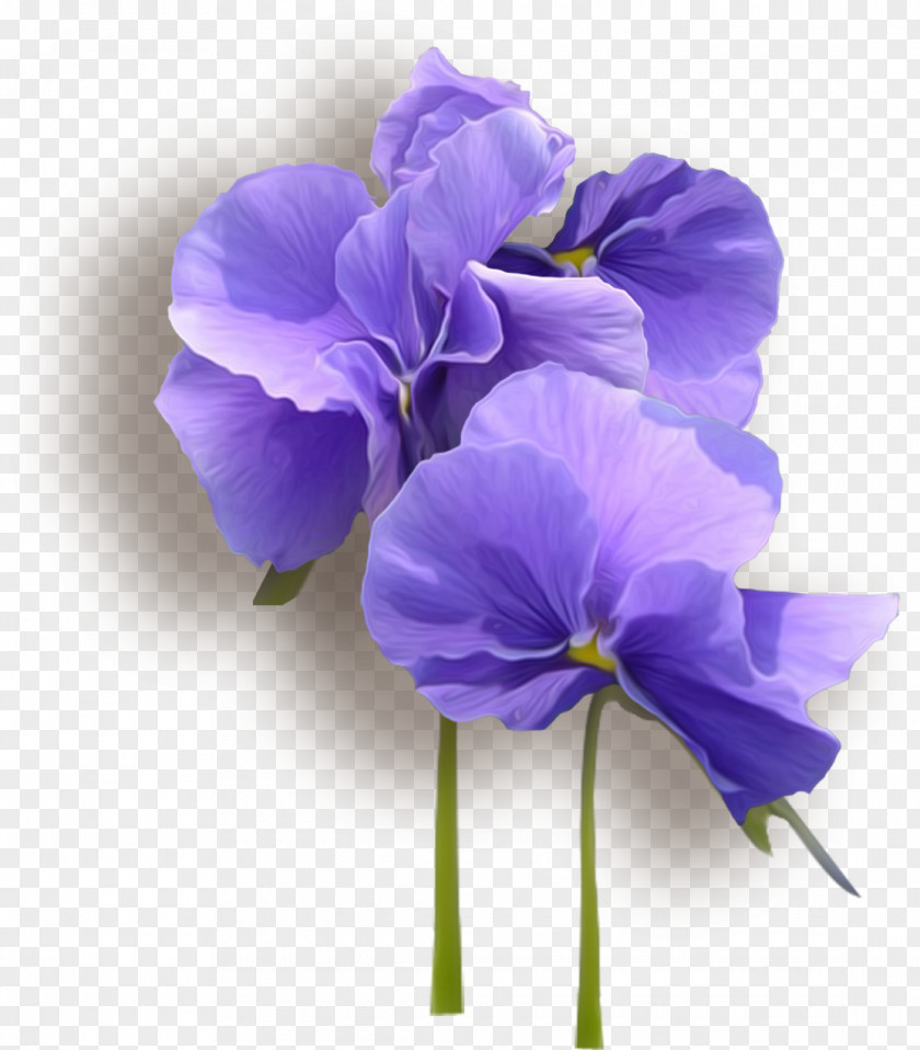 Elegant Violet Viola Tricolor Clip Art PNG