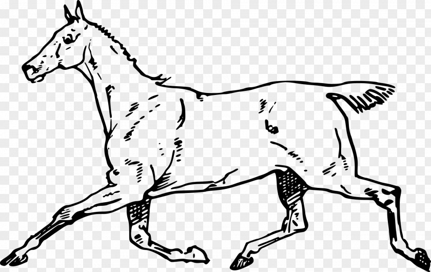 Mustang Mule Canter And Gallop Clip Art PNG