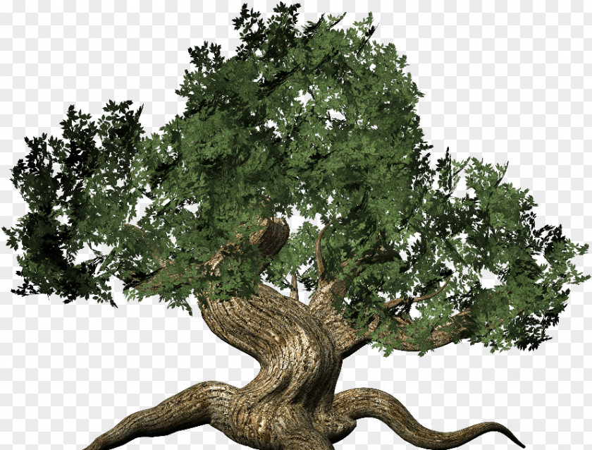 Tree Information Clip Art PNG